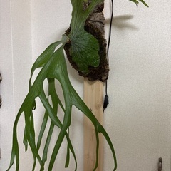 観葉植物ビカクシダスパーバムの画像