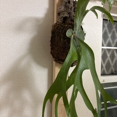 観葉植物ビカクシダスパーバムの画像