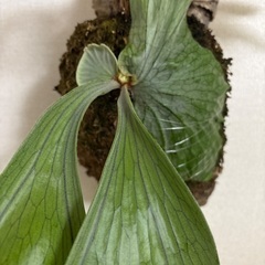 観葉植物ビカクシダスパーバムの画像