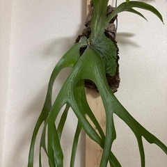 観葉植物ビカクシダスパーバムの画像