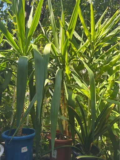 ドラセナ☆ユッカ☆大株