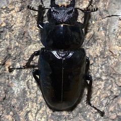 ギラファノコギリクワガタ　成虫ペアの画像