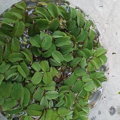 ★オオサンショウモ　浮草　〜めだかの日陰に最適〜の画像