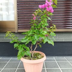 ブーゲンビリアの画像