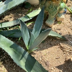 アガベ　マピサガ子株④譲りますの画像