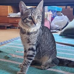 8/24石巻で里親探し会です。　人馴れ猫ビビ♀