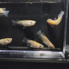 王華ラメダルマ　メダカ　3ペアの画像