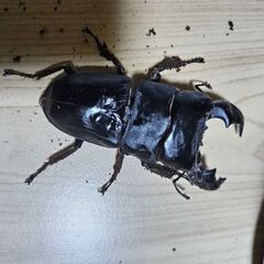 スマトラオオヒラタの画像