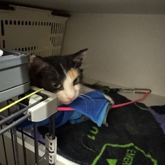 三毛猫の里親さん探しています