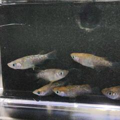 三色ラメダルマ　メダカ　3ペアの画像