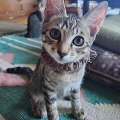 8/24石巻で里親探し会です。　人馴れ猫テン♂