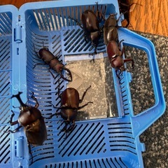 北海道産WDカブトムシの画像