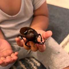 北海道産WDカブトムシの画像
