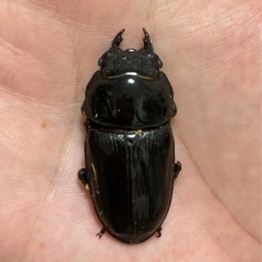 オオクワガタ（能勢SR血統）オス1匹・メス1匹　新成虫の画像