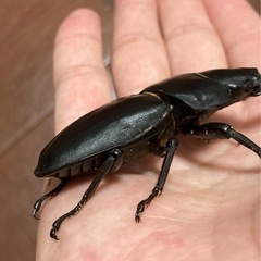 オオクワガタ（能勢SR血統）オス1匹・メス1匹　新成虫の画像
