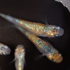 『取引完了』　ユリシスめだか　針子から稚魚　 １５匹＋α　の画像