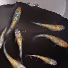 『取引完了』　ユリシスめだか　針子から稚魚　 １５匹＋α　の画像