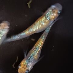 『取引完了』　ユリシスめだか　針子から稚魚　 １５匹＋α　の画像