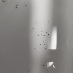 メダカの卵(雑種)の画像
