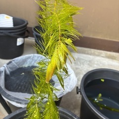 マツモ【水草】の画像