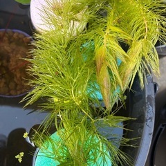 マツモ【水草】の画像