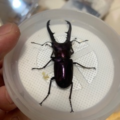 【♂単セット】ニジイロクワガタ&メタリフェルホソアカクワガタの画像