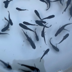 曜変天目　メダカ　めだかの画像