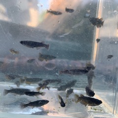 曜変天目　メダカ　めだかの画像