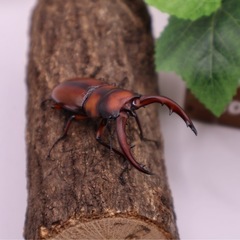 トカラノコギリクワガタ　幼虫4匹の画像