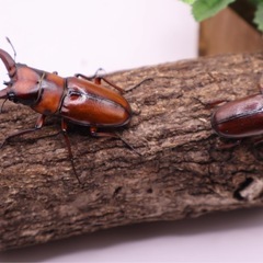 トカラノコギリクワガタ　幼虫4匹の画像