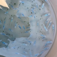 深海　メダカ　めだかの画像
