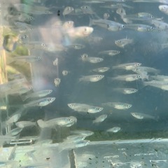 深海　メダカ　めだかの画像