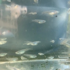 深海　メダカ　めだかの画像