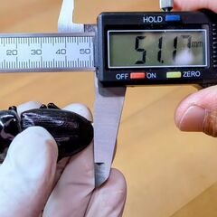 オオクワガタ能勢YG血統新成虫80㎜ペアおまけ♂1匹の画像