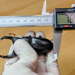 オオクワガタ能勢YG血統新成虫80㎜ペアおまけ♂1匹の画像