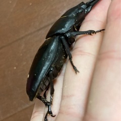 オオクワガタ（能勢SR血統）オス1匹・メス1匹　新成虫の画像