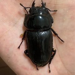 オオクワガタ（能勢SR血統）オス1匹・メス1匹　新成虫の画像