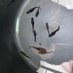 下山メダカ　下山サタン　若魚　10匹の画像
