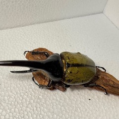 ヘラクレスオオカブト ペア③の画像