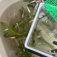 アナカリス【水草】の画像