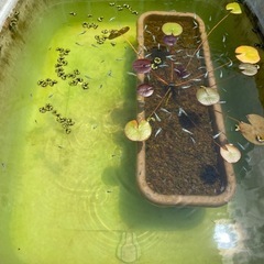 下山メダカ　幹之ヒレ長　若魚　10匹の画像