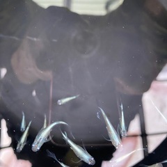 下山メダカ　幹之ヒレ長　若魚　10匹の画像