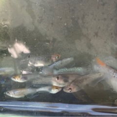 シミケン　メダカ　めだかの画像