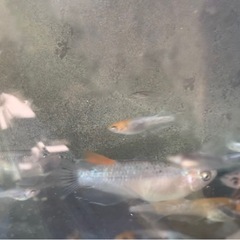 シミケン　メダカ　めだかの画像