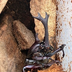 カブトムシの画像