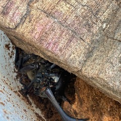 カブトムシの画像