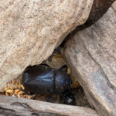 カブトムシの画像