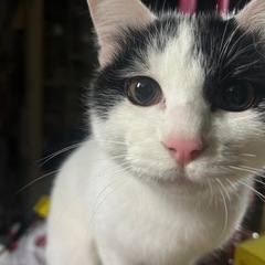 黒白模様の猫ちゃん