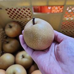 毎年好評！都農町産　梨　小さめ多めM～S　約３キロ1300円～　の画像