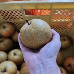 毎年好評！都農町産　梨　小さめ多めM～S　約３キロ1300円～　の画像